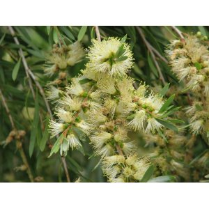 Tyčinkovec sieberov (Callistemon sieberi) ´WIDDICOMBE GEM´ - výška 40-60 cm, C3L, bielo-žltý